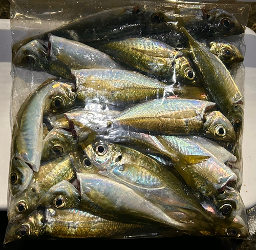 マアジの釣果