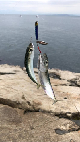 サバの釣果