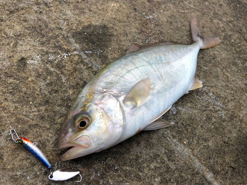 ショゴの釣果