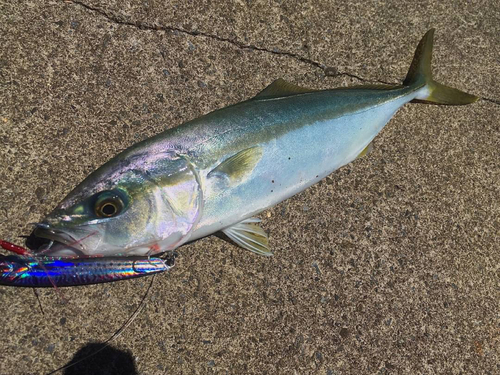 イナダの釣果