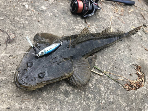 マゴチの釣果