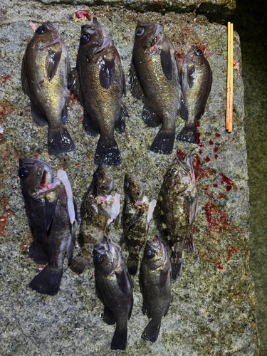 クロメバルの釣果