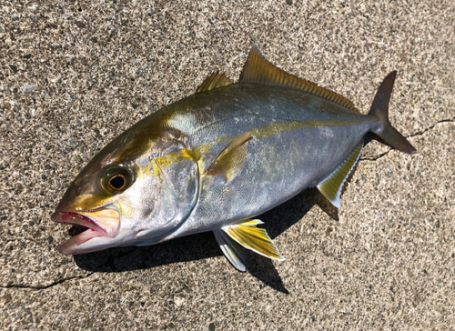 ショゴの釣果