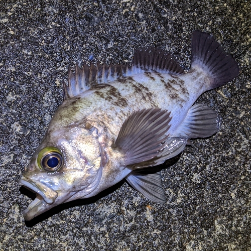 メバルの釣果