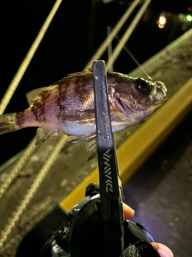 シロメバルの釣果