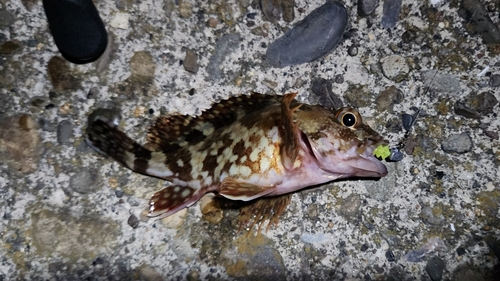 カサゴの釣果