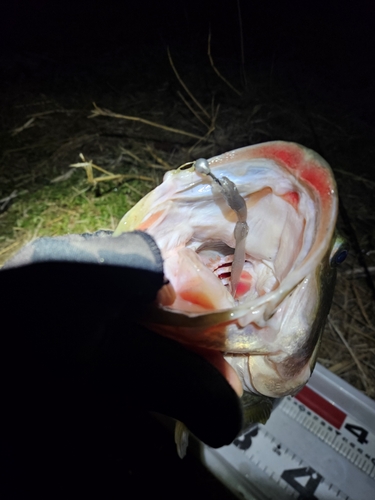 ブラックバスの釣果