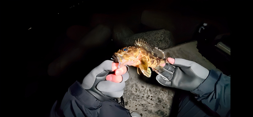 カサゴの釣果