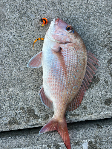 マダイの釣果