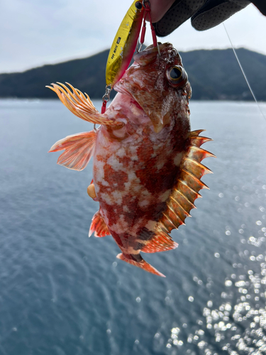 ガシラの釣果