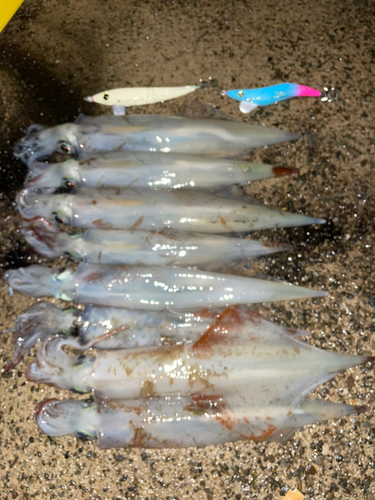 ヤリイカの釣果