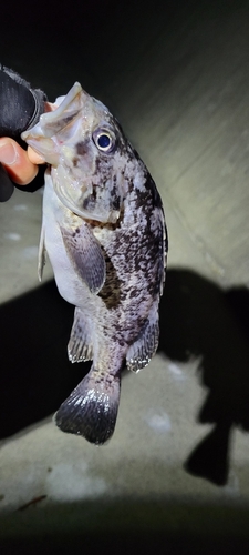 クロソイの釣果