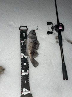 クロソイの釣果