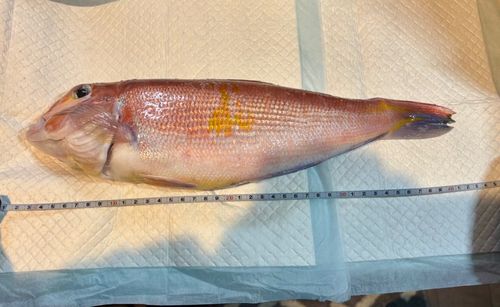 アマダイの釣果