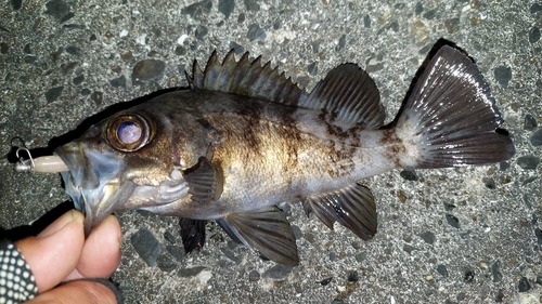 メバルの釣果