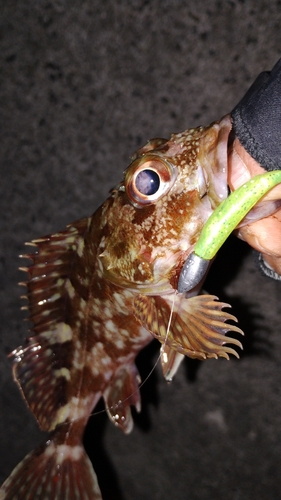 カサゴの釣果