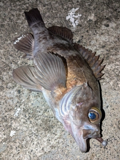 メバルの釣果