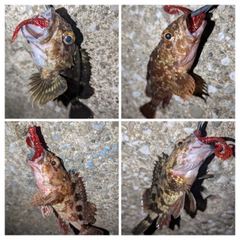 カサゴの釣果