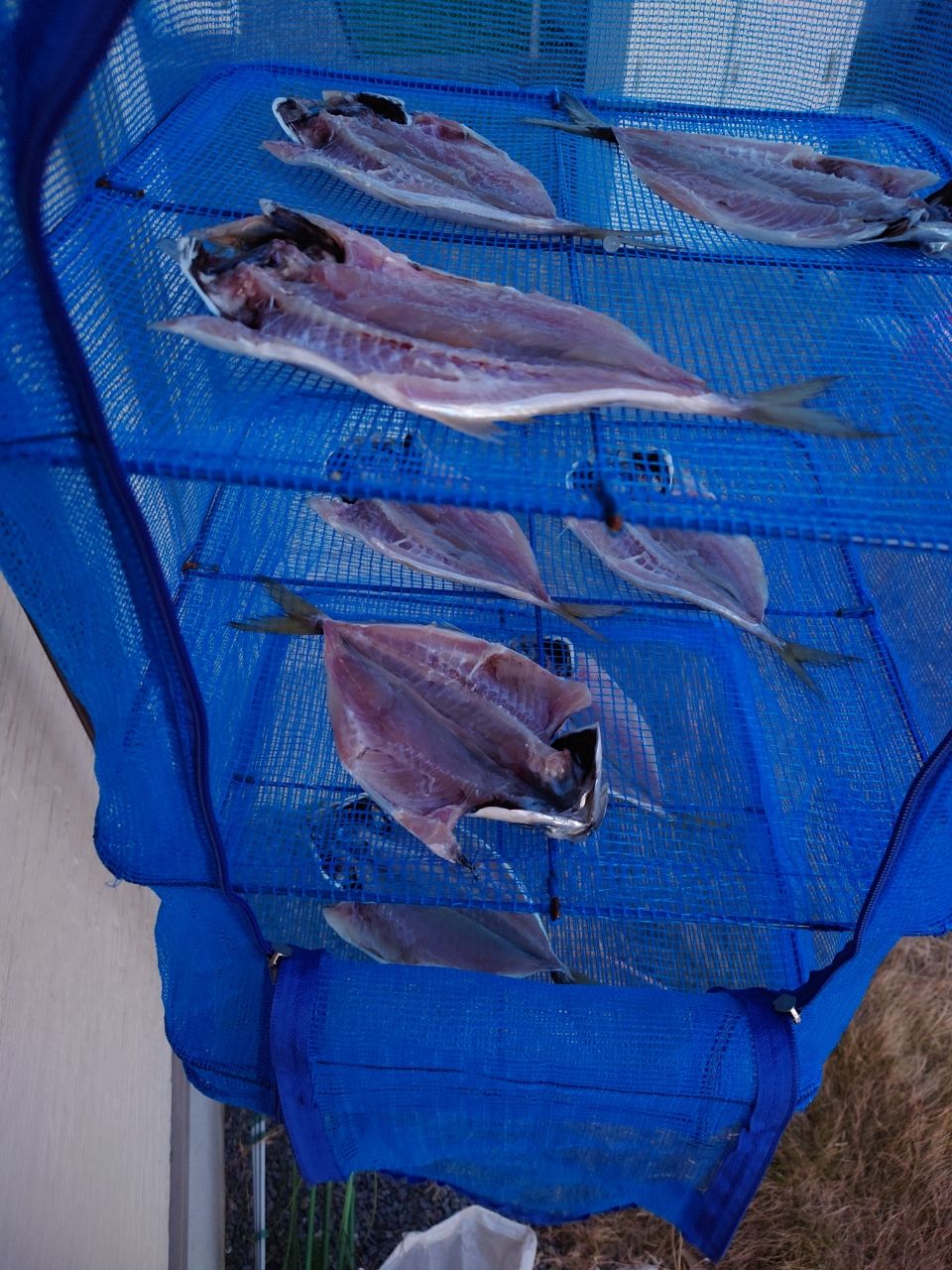 はくさい🎣🐟さんの釣果 3枚目の画像