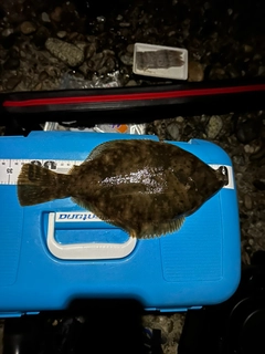 マコガレイの釣果