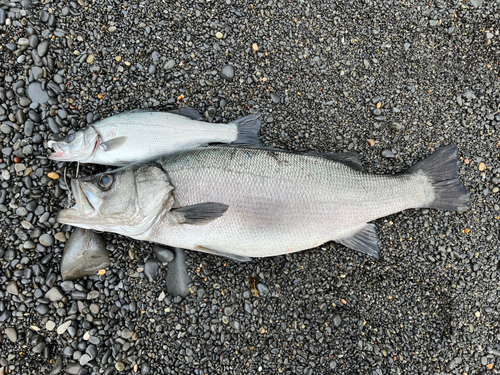 ヒラスズキの釣果