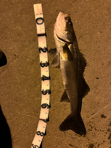 シーバスの釣果