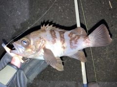 メバルの釣果