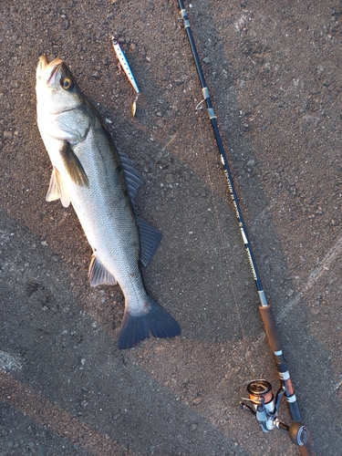 スズキの釣果