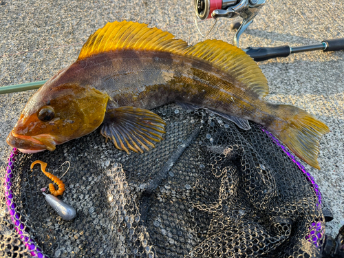 アイナメの釣果