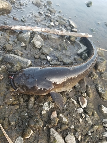 ナマズの釣果