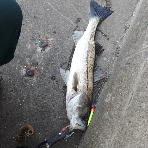 シーバスの釣果