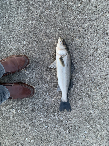 フッコ（マルスズキ）の釣果