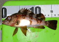 シロメバルの釣果