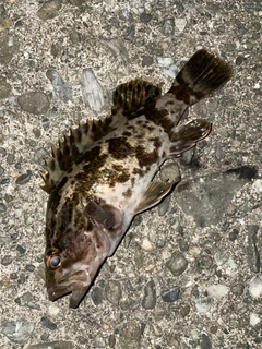 タケノコメバルの釣果