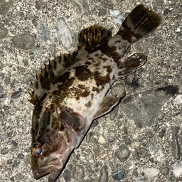 タケノコメバル