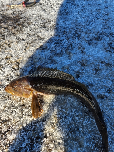 アイナメの釣果