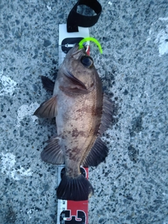 メバルの釣果