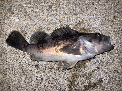 クロソイの釣果