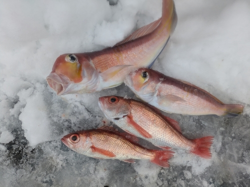 アマダイの釣果