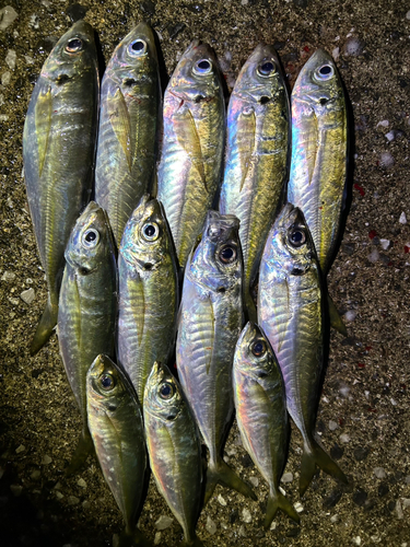 アジの釣果