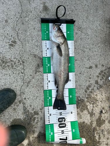 ハクラ（ヒラスズキ）の釣果