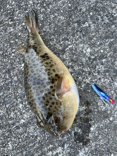 ショウサイフグの釣果