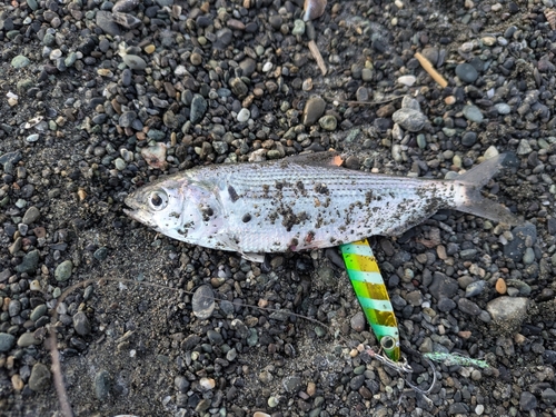 コノシロの釣果