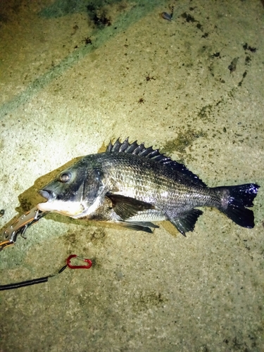 碧南海釣り公園