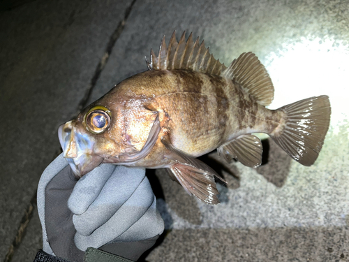 メバルの釣果