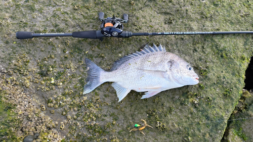 キビレの釣果