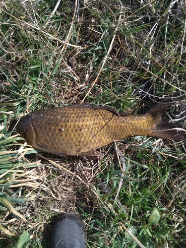 コイの釣果