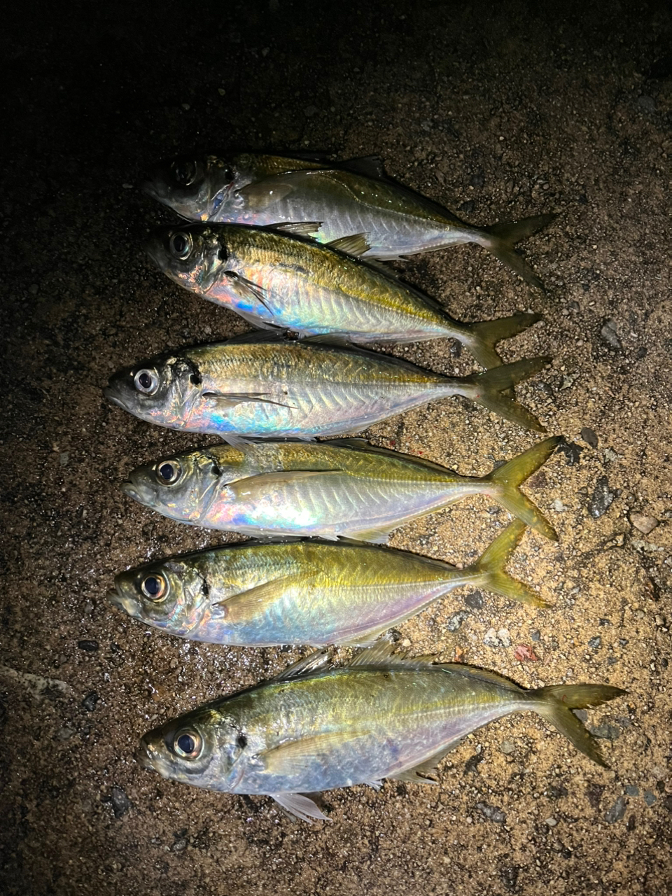 AbuGarcia エラディケーター リアルフィネス プロトタイプ ERFS