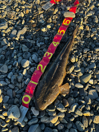 マゴチの釣果