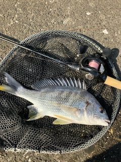 キビレの釣果